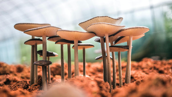 How Fungi Contribute To Planetary and Human Health | Almeda Labs