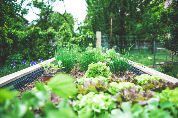 Cultivating a spring garden of nutrient-dense produce | Almeda Labs